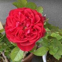 花のある暮らし,大好き♡︎ʾʾ,挿し木から成長,薔薇愛,チーム福岡の画像