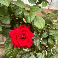 バラ,バラ,薔薇,バラ、薔薇、ばら,挿し木の画像