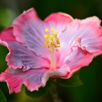 ハイビスカス,ブルー・パシフィック・オーシャン,ブルー・パシフィック・オーシャン,咲くやこの花館,ハイビスカス ブルーパシフィックオーシャンの画像
