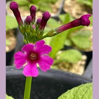 クリンソウ,山野草,花のある暮らし,お花大好き♡,山野草大好きの画像