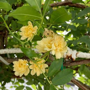 モッコウ薔薇,ハーブ,黄色い花,いつもありがとう♡,ありがとうの画像
