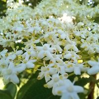 エルダーフラワー,エルダーフラワー,散歩,自然,花散歩の画像