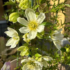 クレマチス モンタナ,クレマチス  カートマニージョー,花のある暮らし,私の癒し,お花大好き✨の画像