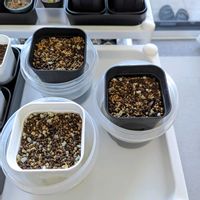 ポポー,実生,今日の一枚,おうち園芸の画像