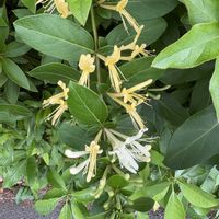 アンズ,ウツギ,コンボルブルス,スイカズラ,ピラカンサの画像