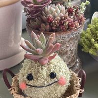 アロエ 翡翠殿,アエオニウム　ピンクウィッチ,多肉植物,多肉寄せ植え,アエオニウムの画像