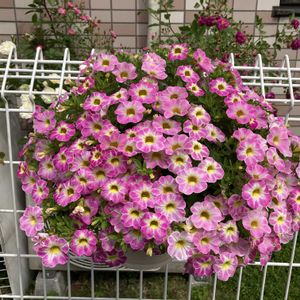 ガーデニング,花のある暮らし,マンション専用庭,庭の画像