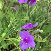ツユクサ,可愛い,和む,花のある暮らし,ご近所散歩の画像
