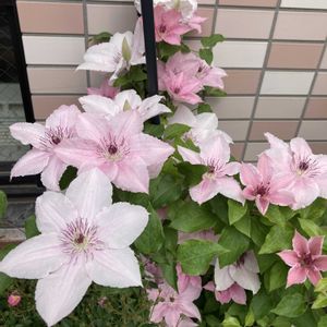 ガーデニング,花のある暮らし,マンション専用庭,庭の画像
