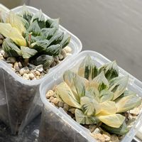 ハオルチア,ハオルチア,オブツーサ錦,多肉植物,観葉植物の画像