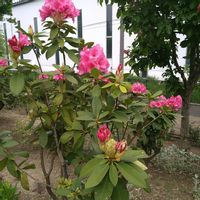 シャクナゲ,シャクナゲ,花言葉,お出掛け先,今日のお花の画像