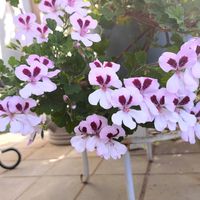 センテッドゼラニウム,日向,宿根・多年草,小さな庭の画像