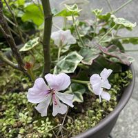 アイビーゼラニウム,花のある暮らし,癒し…♡,おうち園芸,玄関アプローチの画像