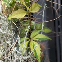 アメリカヅタ,斑入りアメリカヅタ,ミカニアデンタータ,蝶尾,観葉植物の画像