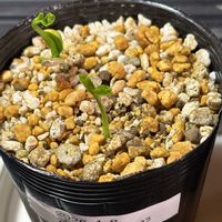 清見オレンジ,観葉植物,北海道,実生記録の画像