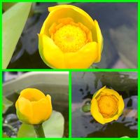 コウホネ,コウホネ,コウホネ,コウホネ,開花の画像