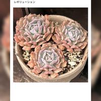 多肉植物,紅葉多肉の画像