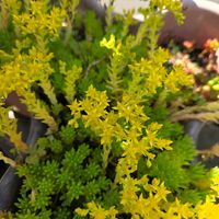 カーネーション,ガーベラ,ツツジ,ポピー,薔薇の画像