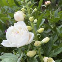 バコパ,金魚草,芍薬,ジキタリス,鉢植えの画像