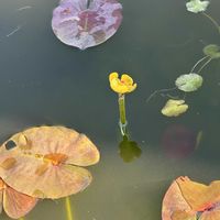 コウホネ,バラ 正雪,バラ つるピース,お出かけ先にて,長居公園植物園の画像