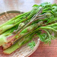 ウド,ウド,山菜,薬用植物,日本原産野草の画像