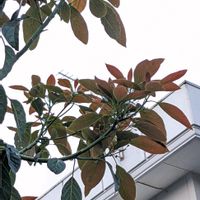 アボカドの画像