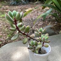 ロゲルシー,多肉植物,もけもけの画像