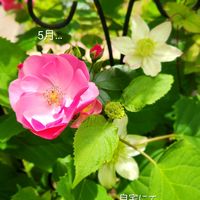 アジサイ,クレマチス,ハツユキカズラ,バラ,白万重の画像