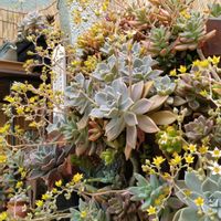 多肉植物,多肉寄せ植え,季節の花,花のある暮らし,多肉植物のある暮らしの画像