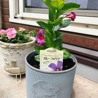 サンパラソル,ベランダガーデン,ガーデニング,癒し,花のある暮らしの画像