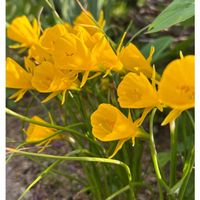 スイセン,地植え,5月,庭の画像