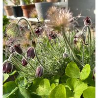 オキナグサ,地植え,5月,庭の画像