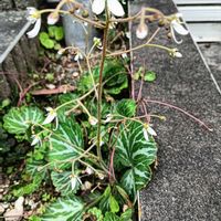 花のある暮らし,私の癒やし,駐車場の花壇にの画像