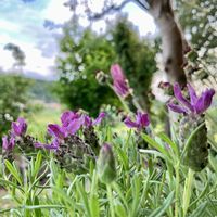 ラベンダー,フレンチラベンダー バンデラ,花のある暮らし,GSに感謝。,幸福の画像