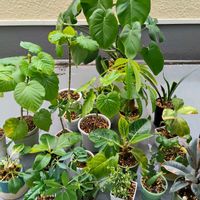 多肉植物,観葉植物,ダイソー,カラフル,ありがとう♡の画像