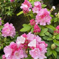 シャクナゲ,花のある暮らしの画像