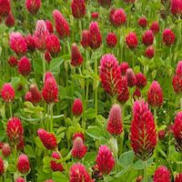 ストロベリーキャンドル,花のある暮らし,チーム福岡,おうち園芸の画像