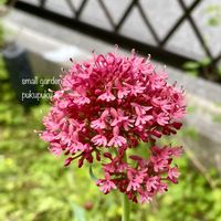 ベニカノコソウ,セントランサス コッキネウス,花のある暮らし,小さな庭の画像