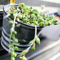 グリーンネックレス,多肉植物,ネックレスの日,テラスの画像