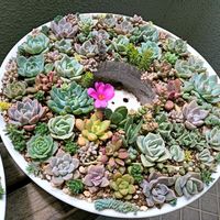 シャンペン,多肉植物,葉挿し,普及種,多肉寄せ植えの画像