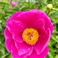 グラジオラス,グラジオラス,シャクヤク,シャクヤク,紫陽花の画像