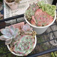 多肉植物,多肉寄せ植え,多肉棚,多肉植物のある暮らし,多肉の植え替えの画像