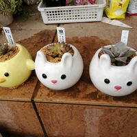 多肉植物 エケベリア,多肉の植え替え,癒される〜〜♡,癒やされる♡,大切に大切に♡の画像