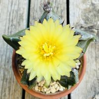 サボテン,アストロフィツム複隆鸞鳳玉,多肉植物,鉢植え,ダイソーの画像