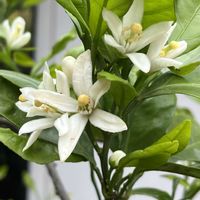 ミカン,花のある暮らし,綺麗,実のなる木,綺麗な色の画像