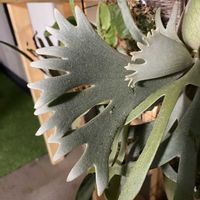 コウモリラン,ビカクシダの画像