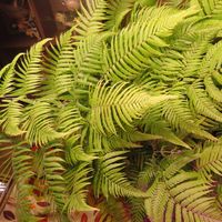 タカワラビ,キンモウコウ,観葉植物,園芸相談,その他部屋の画像