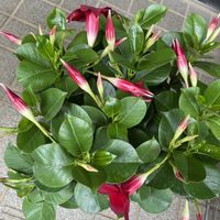 マンデビラ,赤い花,iPhone撮影,植木市,植物大好きの画像