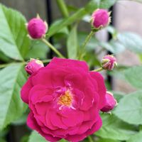 ミニバラ,ロータス ブリムストーン,楽しみ〜,花のある暮らし,植物と暮らすの画像