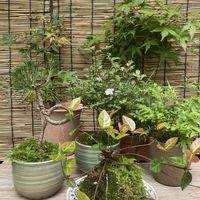 ハツユキカズラ,白丁花,苔玉,シダ植物,若葉の画像